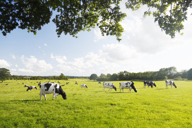 dairy