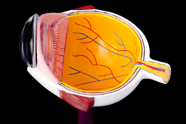 retina