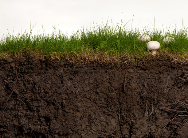 ground