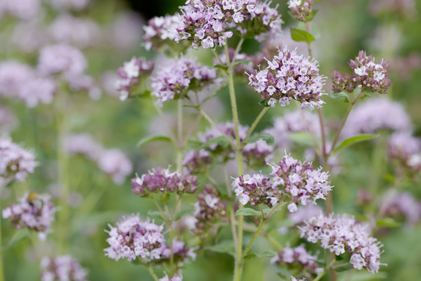 oregano