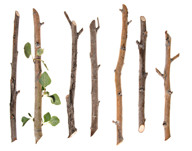 branch