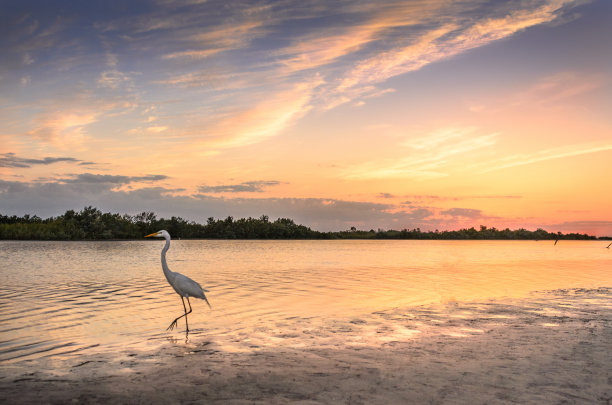 egret