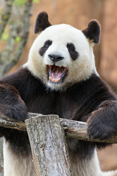 快乐的熊猫