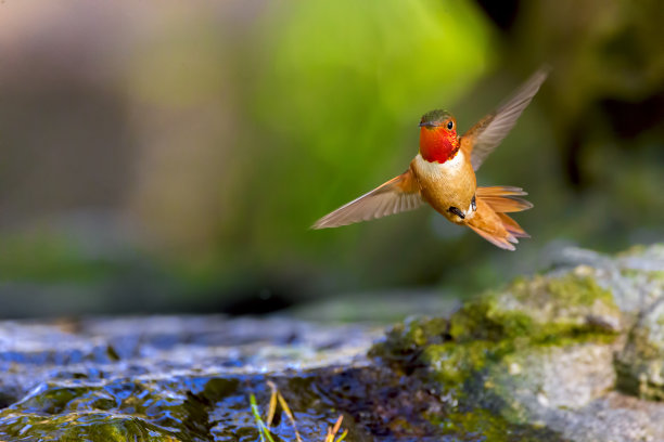 bird