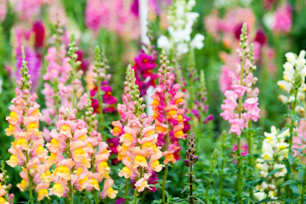 snapdragon
