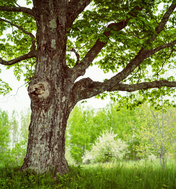 elm
