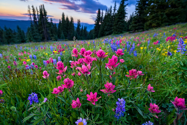 wildflowers