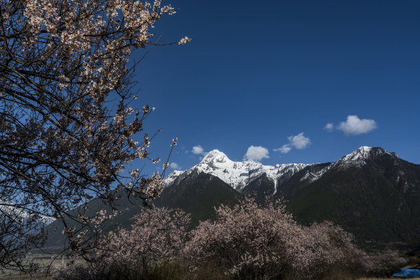 冬季的桃花