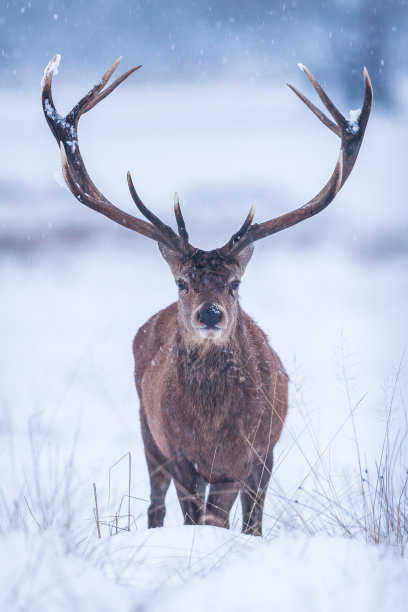 cervus