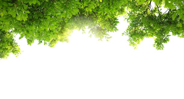 branches