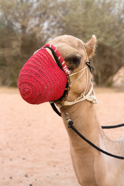 muzzle