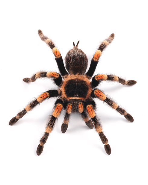 spider