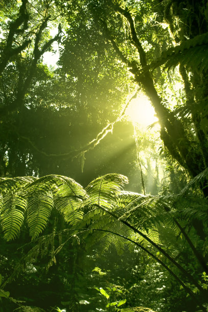 阳光下的丛林