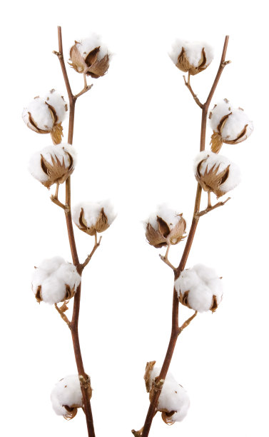cotton