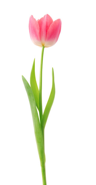 tulip