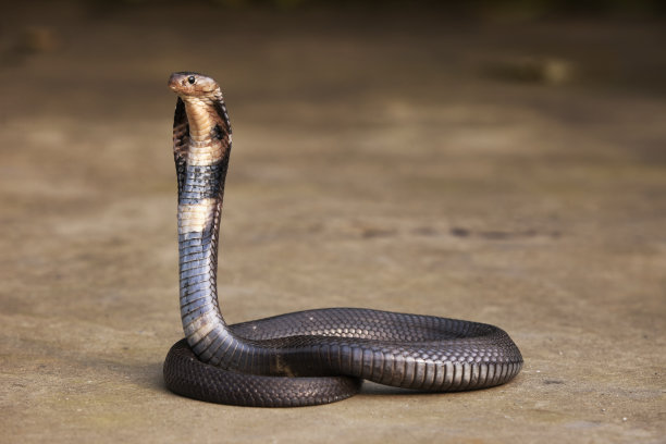 cobra
