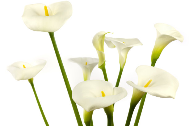 zantedeschia