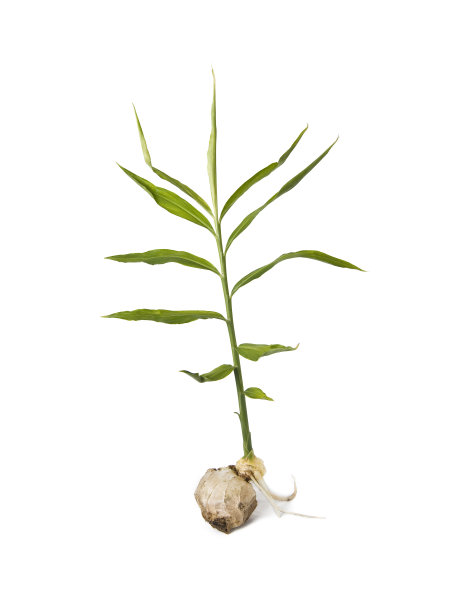ginger