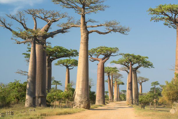 baobab