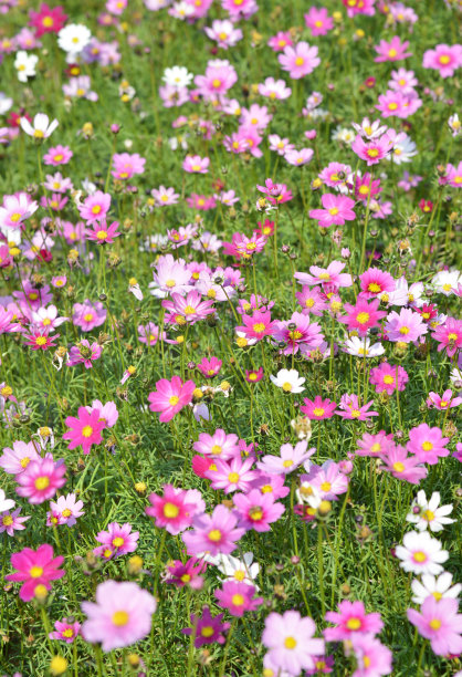 calliopsis
