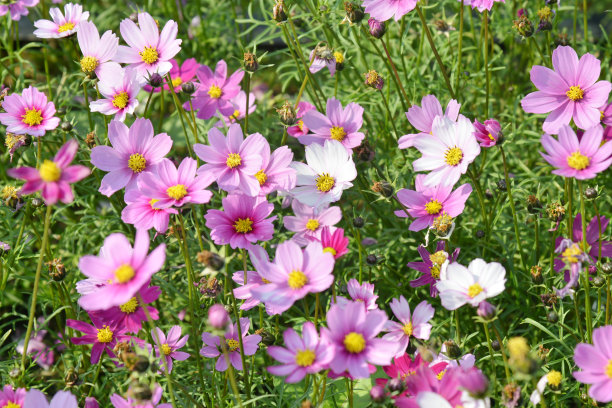calliopsis