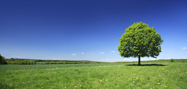 tree
