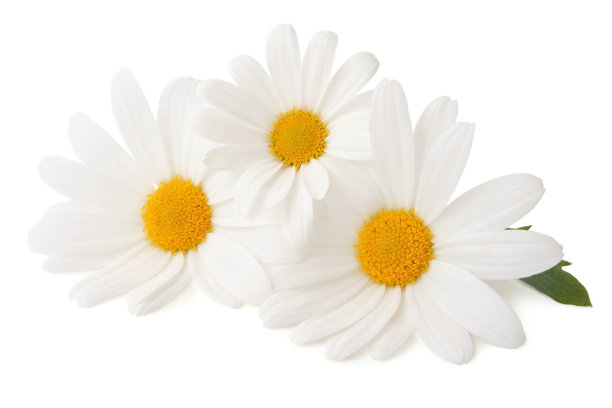 camomiles