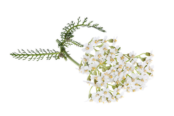 achillea