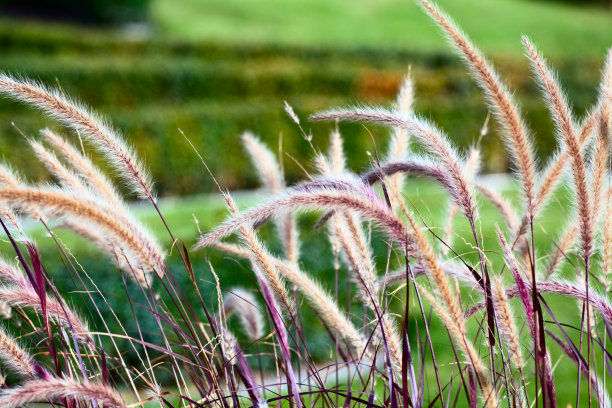 pampas