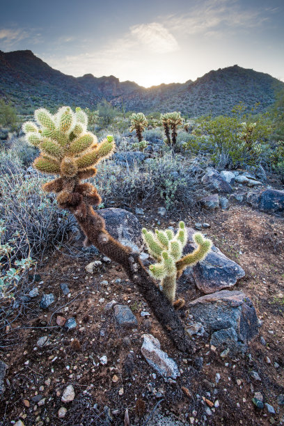 cholla