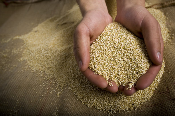 quinoa