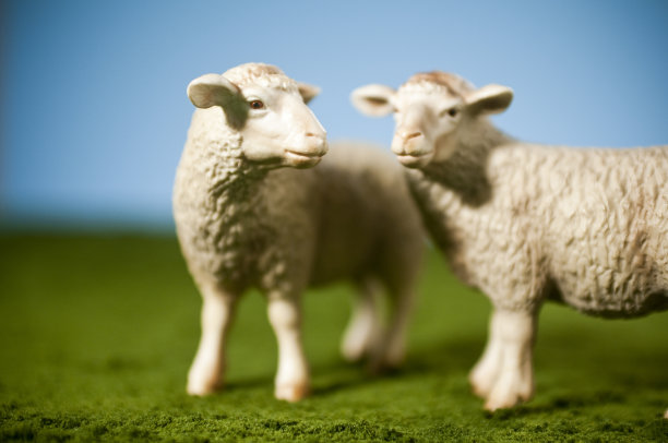 羊动物模型