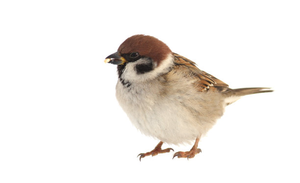 sparrow