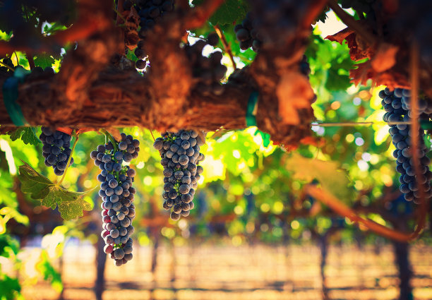 cabernet