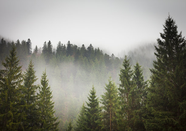 spruce