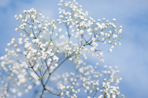 水香花菜