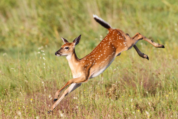 deer