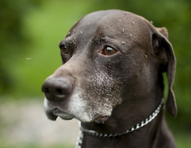 犬恶丝虫