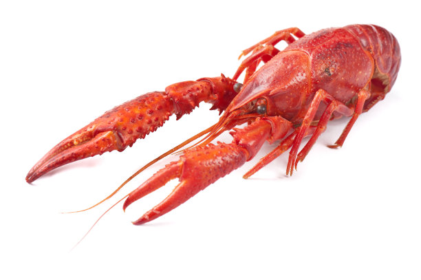 crayfish