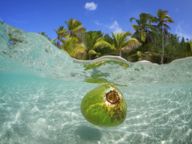 coconut