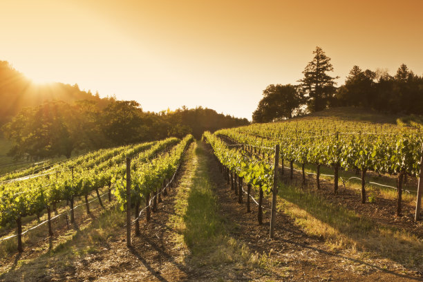 vineyard
