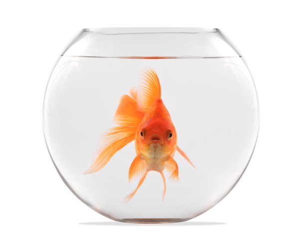 carassius