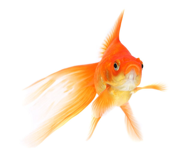 carassius