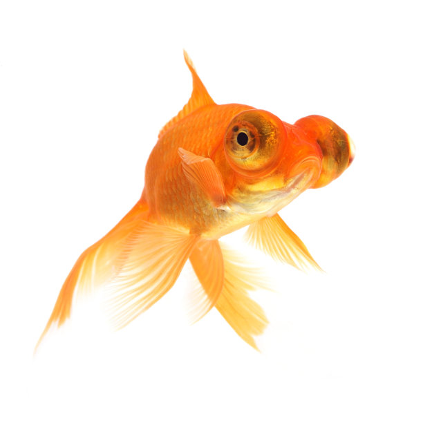 carassius