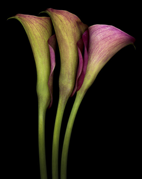 zantedeschia