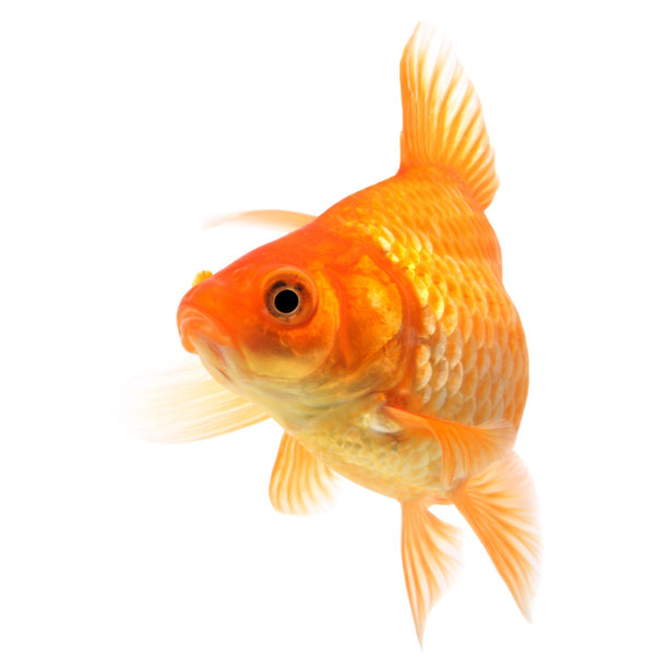 carassius