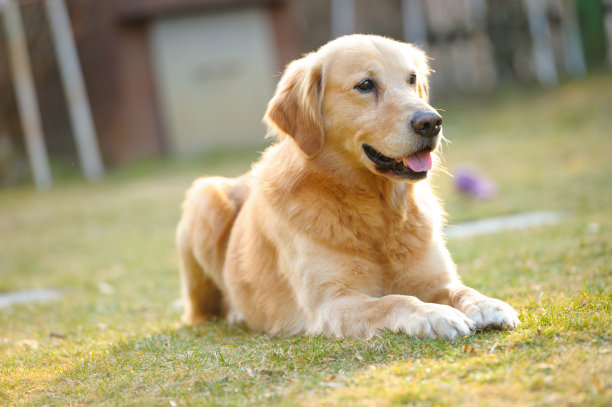 警犬,寻回犬,金毛拉布拉多猎犬