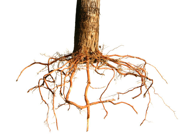 干枯的树根