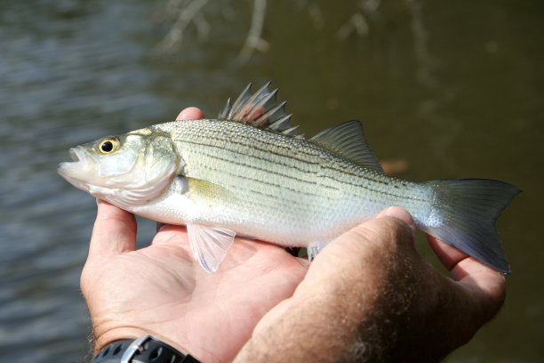 rockfish