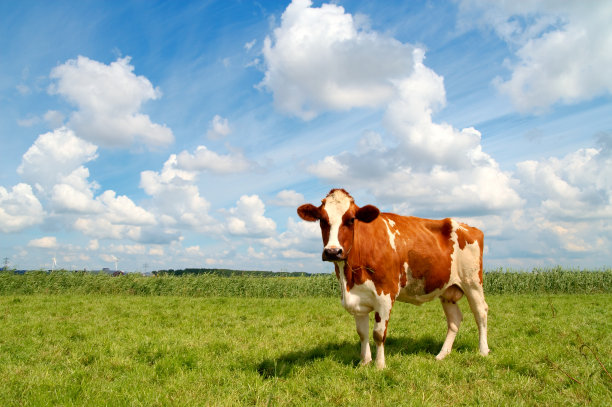 cow